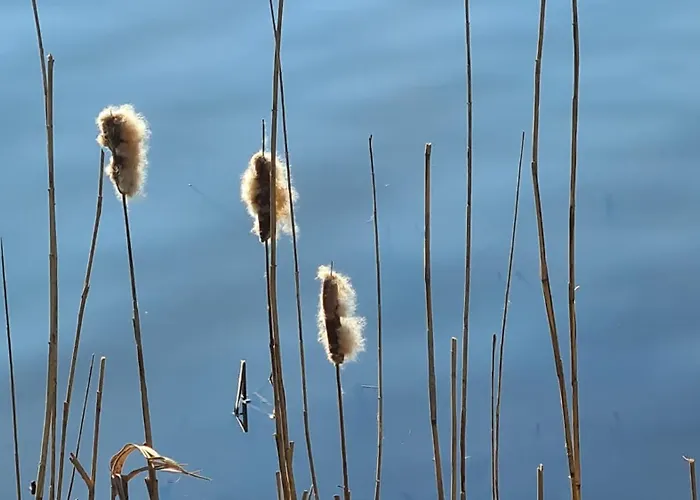 Apartman Seestern In Steinhude, Ruhig Gelegen , 2 Schlafzimmer, 2 Baeder, Freies Wlan Wunstorf